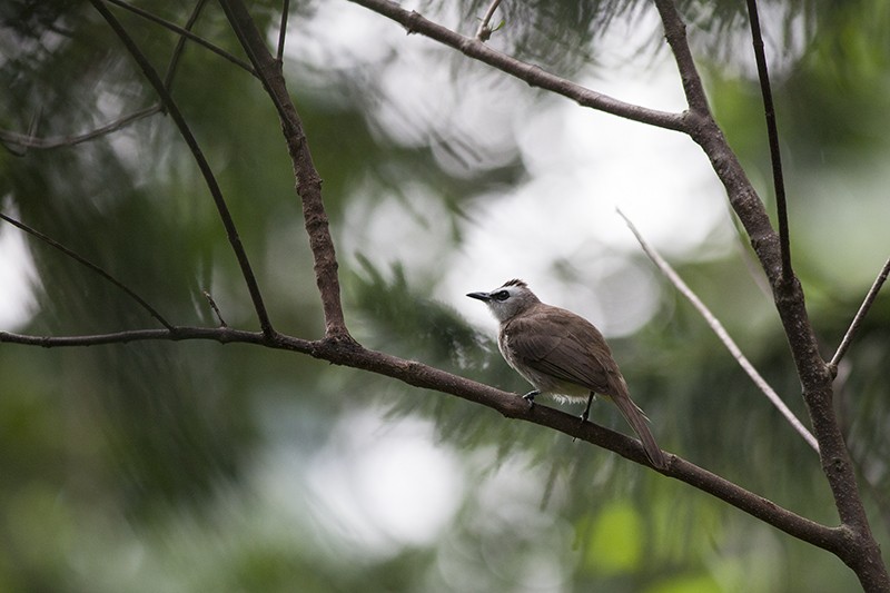 Yellow Vented Bulbul