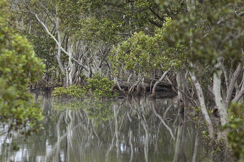 Mangrove Flood