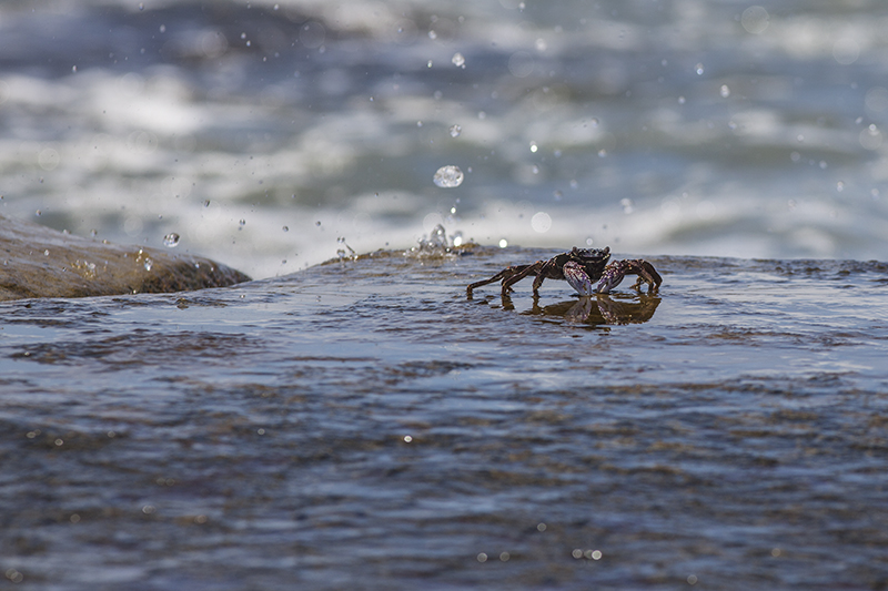 slack tide crabbing