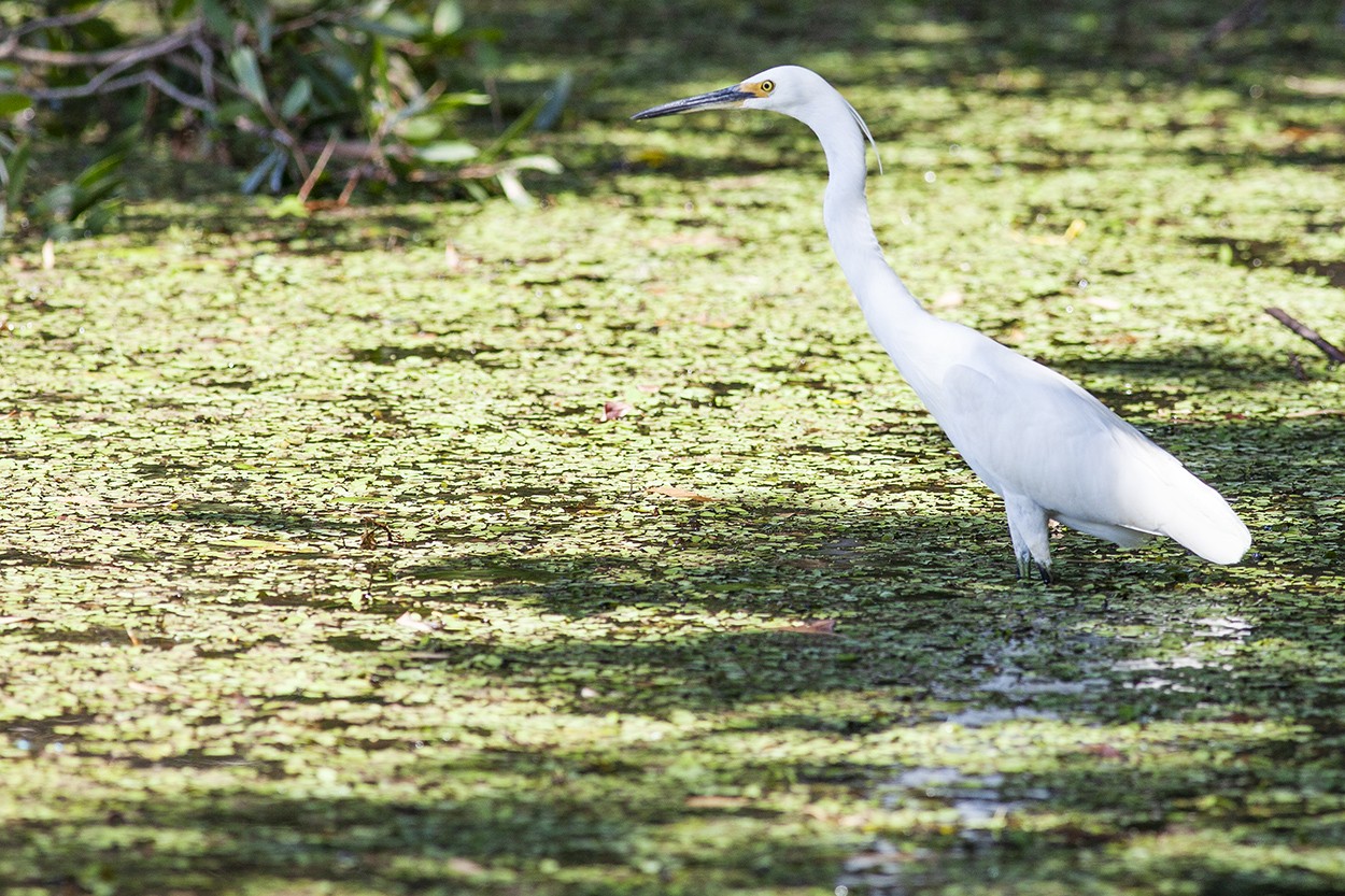Dappled Egret