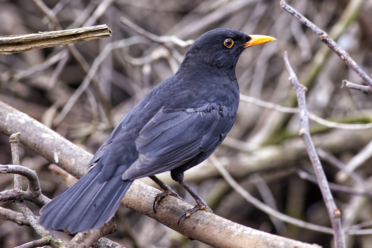 Woodpile Blackbird
