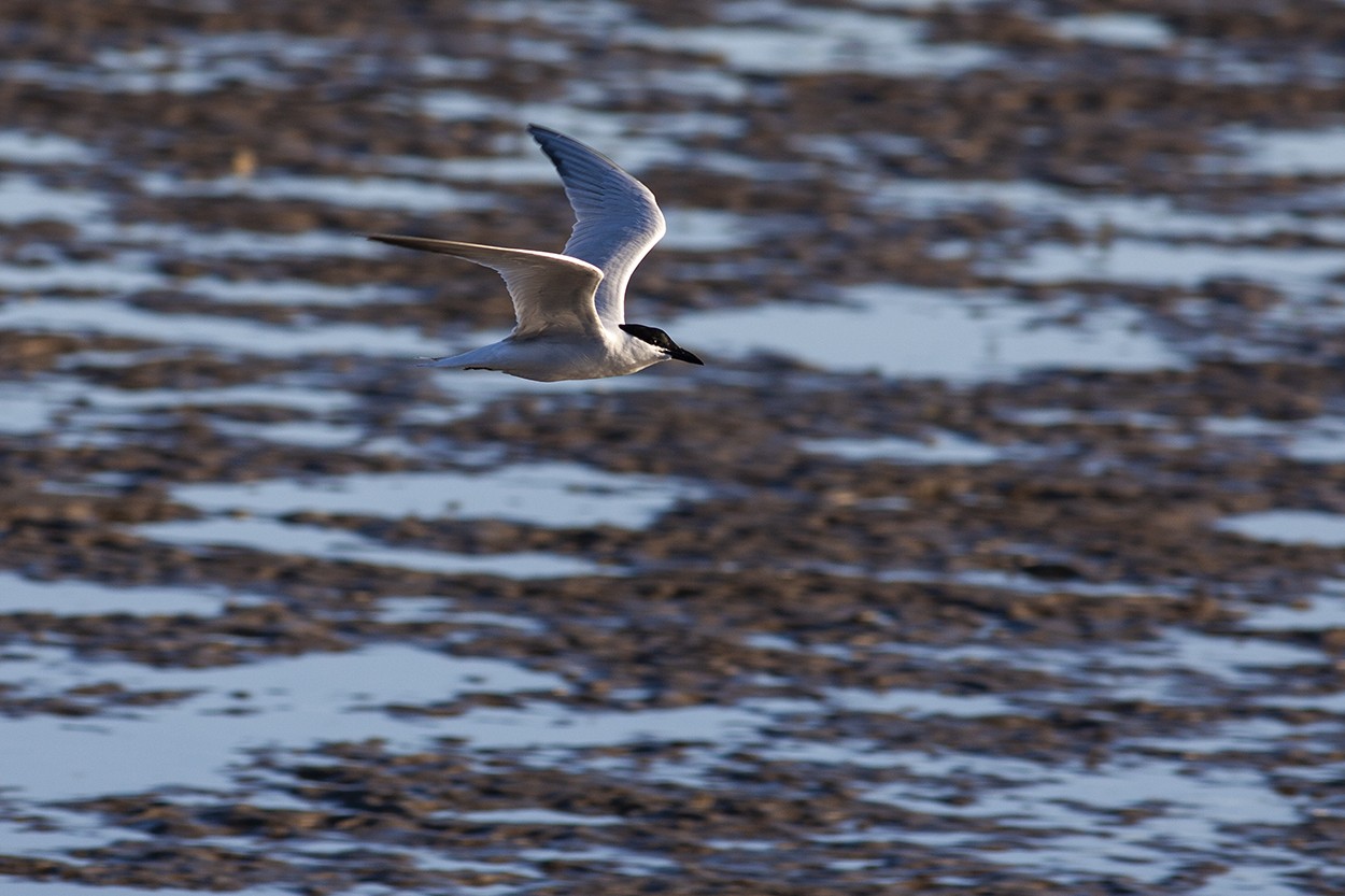 Marsh Tern