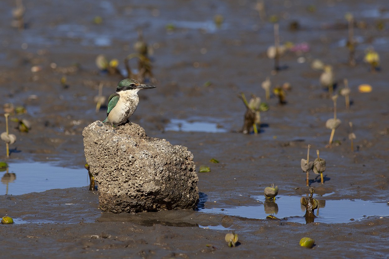 Muddy Kingfisher