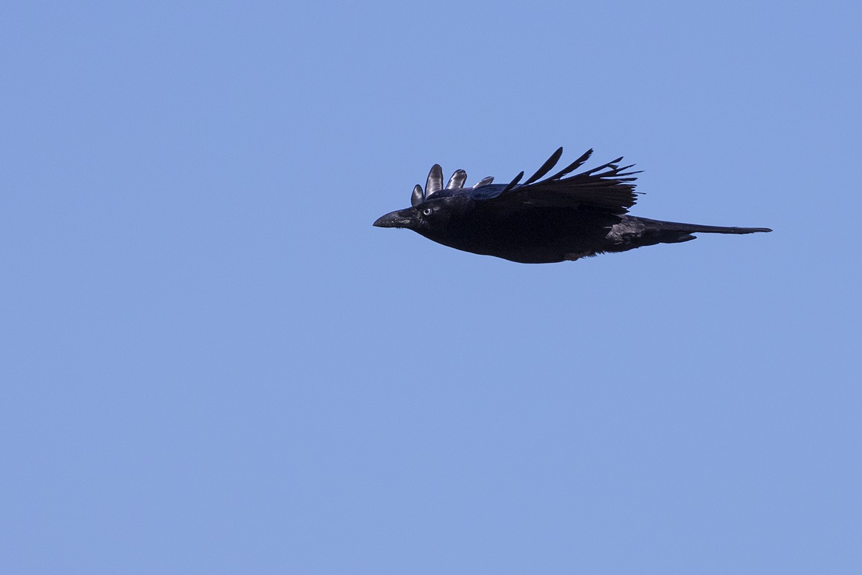 Cruisy Crow
