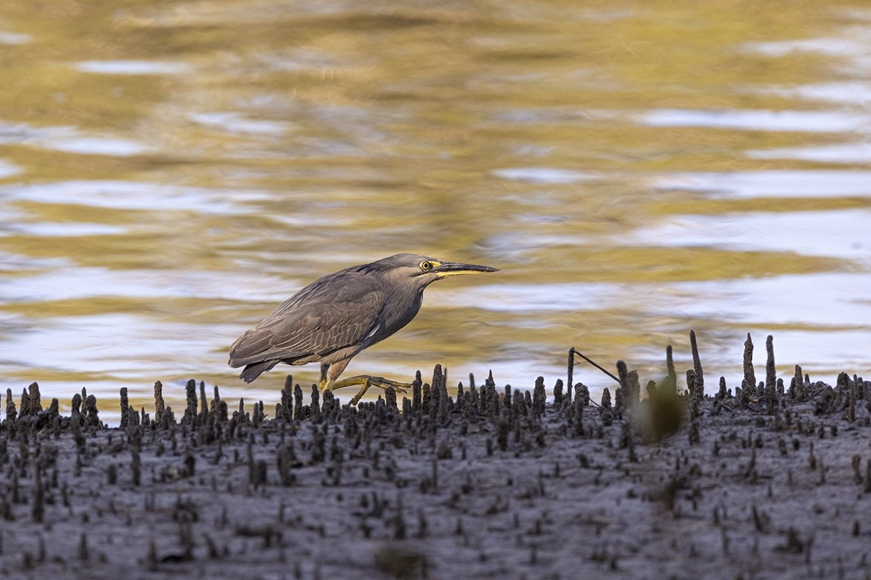 Mangrove Walk