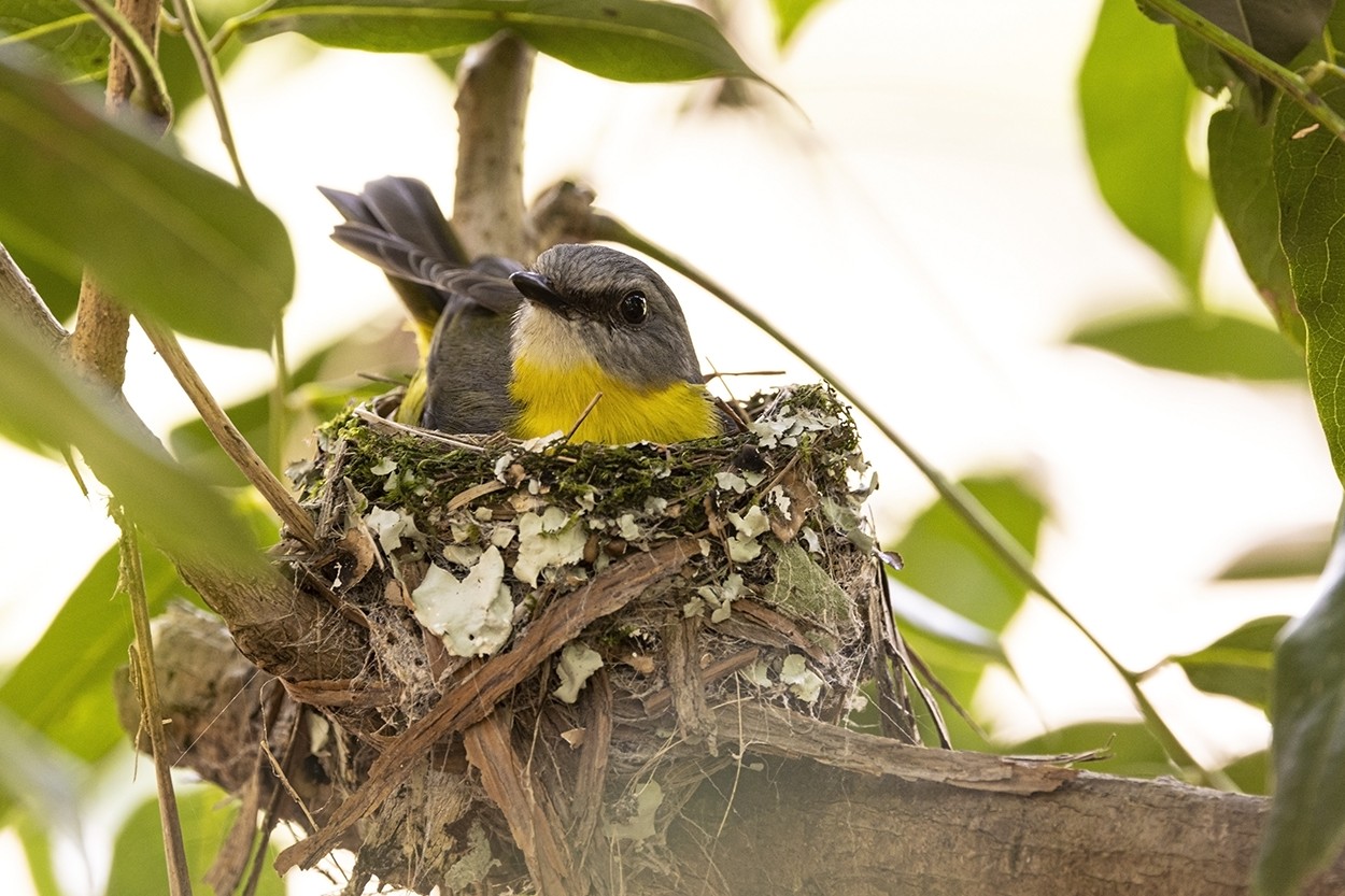 Yellow Nest