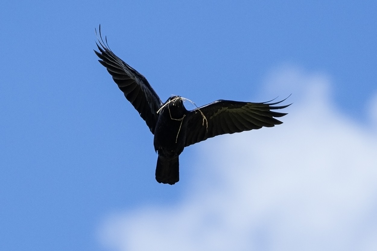 Spring Crow