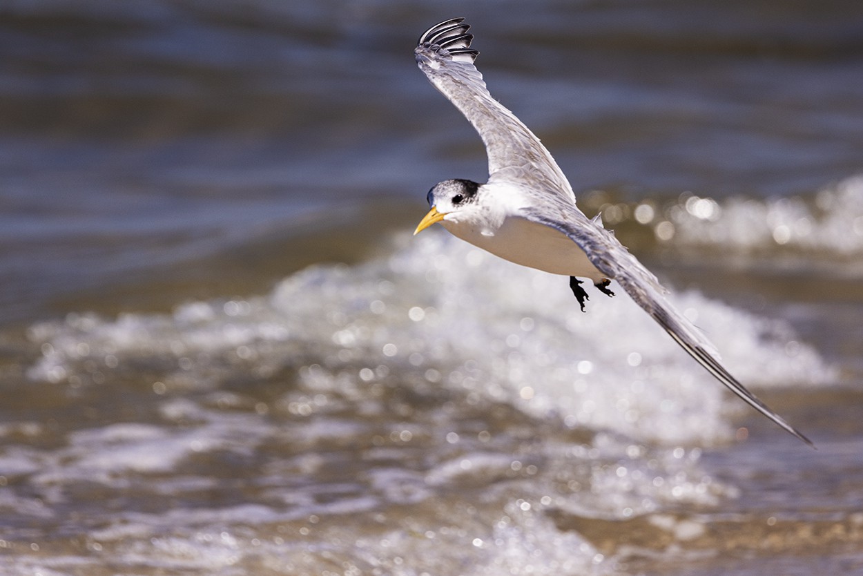 Wave Tern