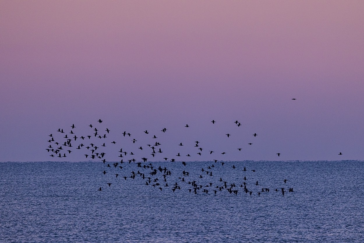 Morning Cormorants