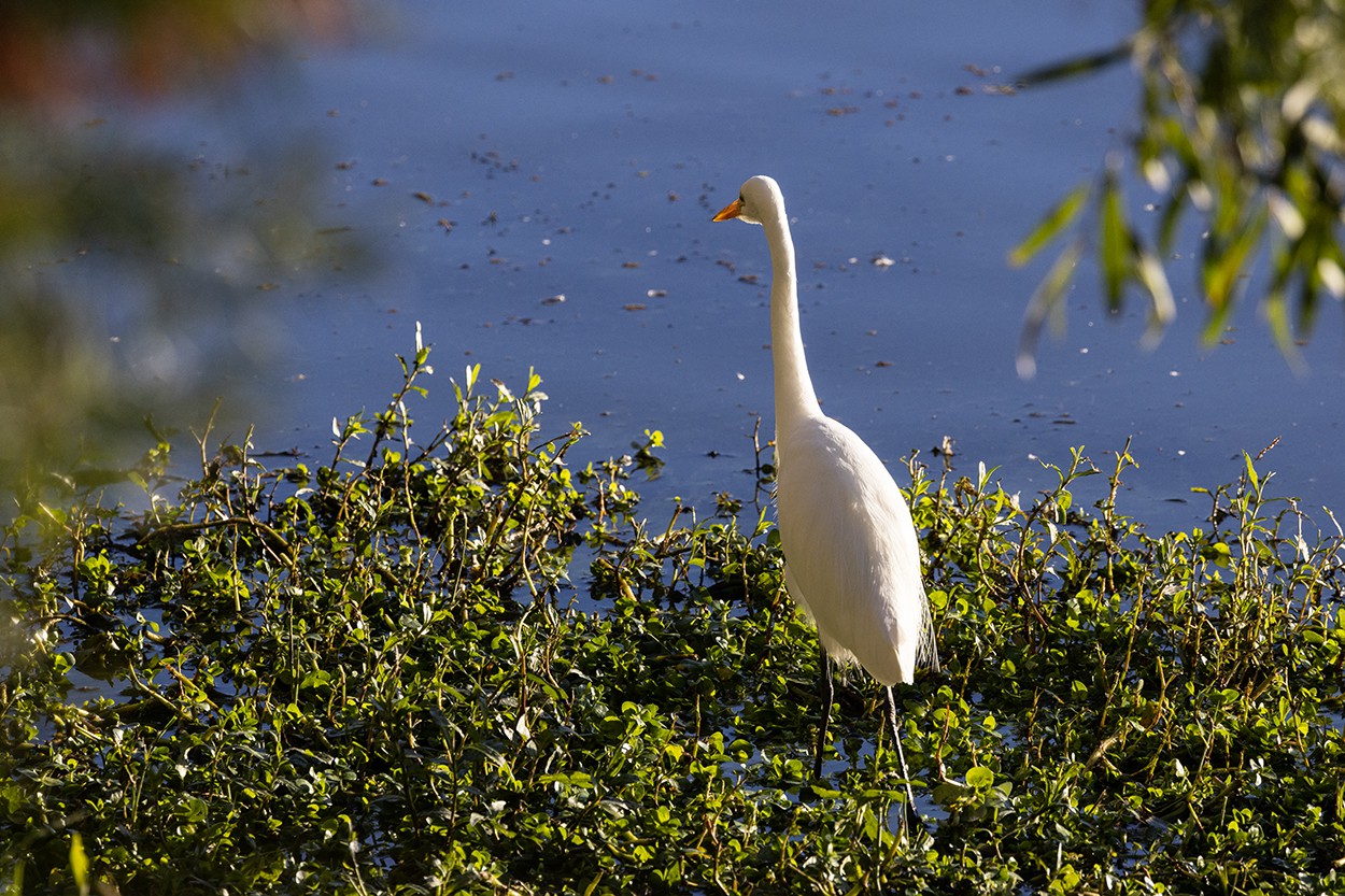 Backlit Egret