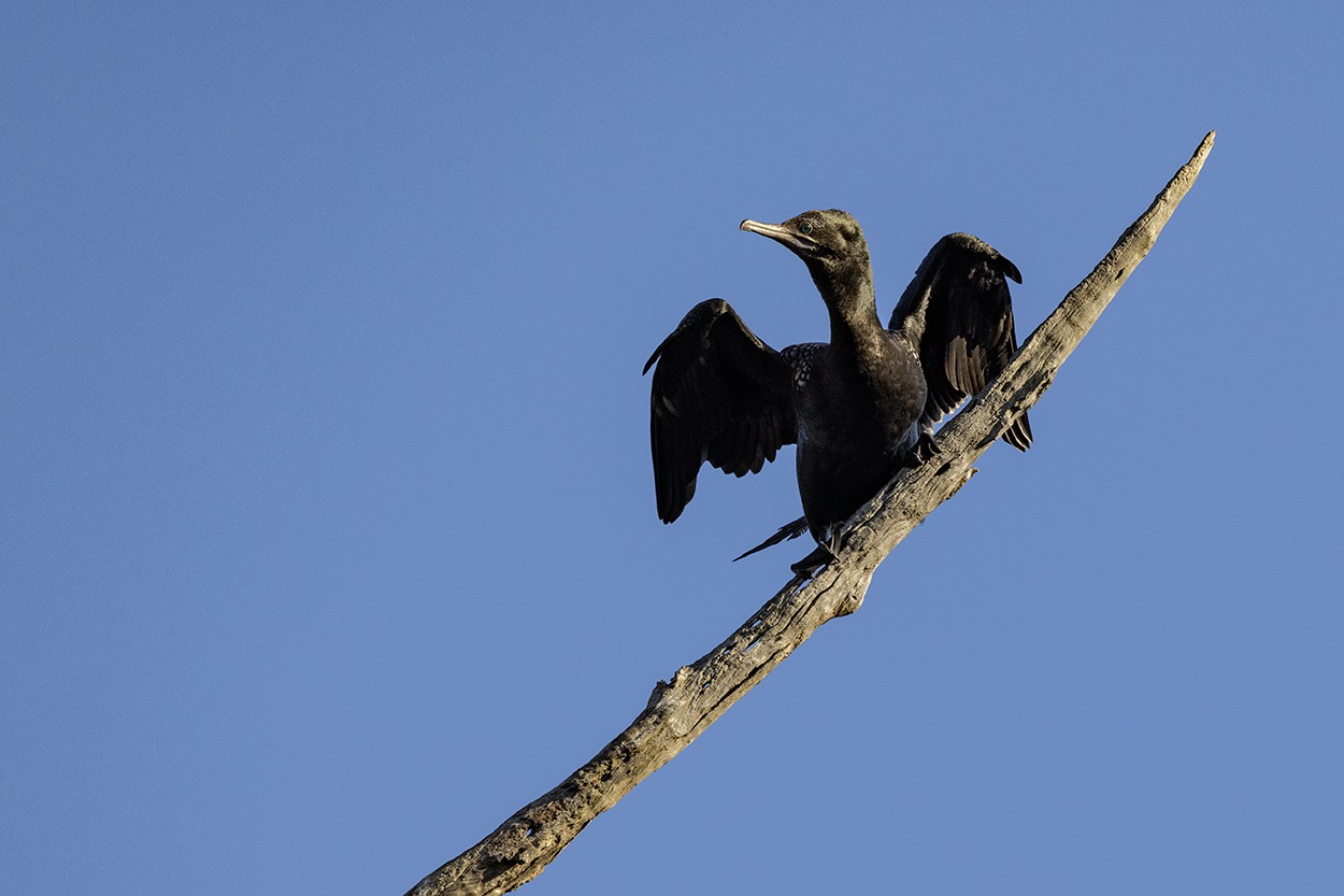 Cormorant on High