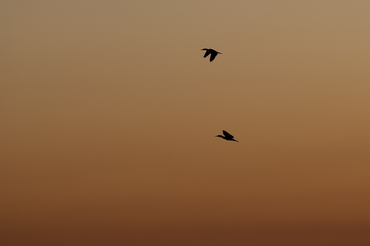 Dawn Cormorants