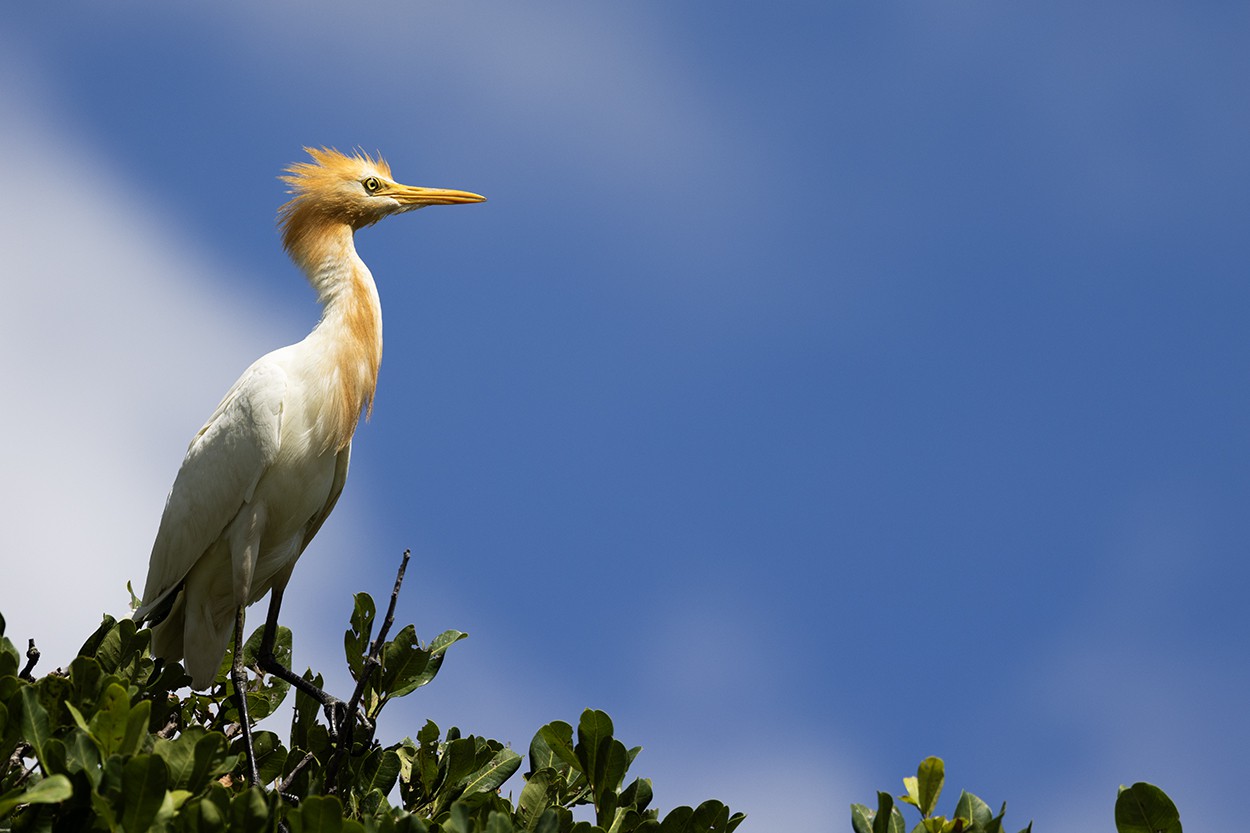 Orange Ibis