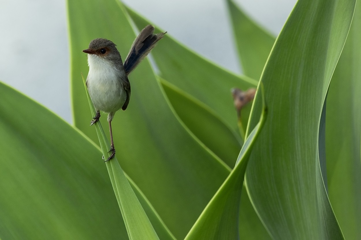 Superb on Green