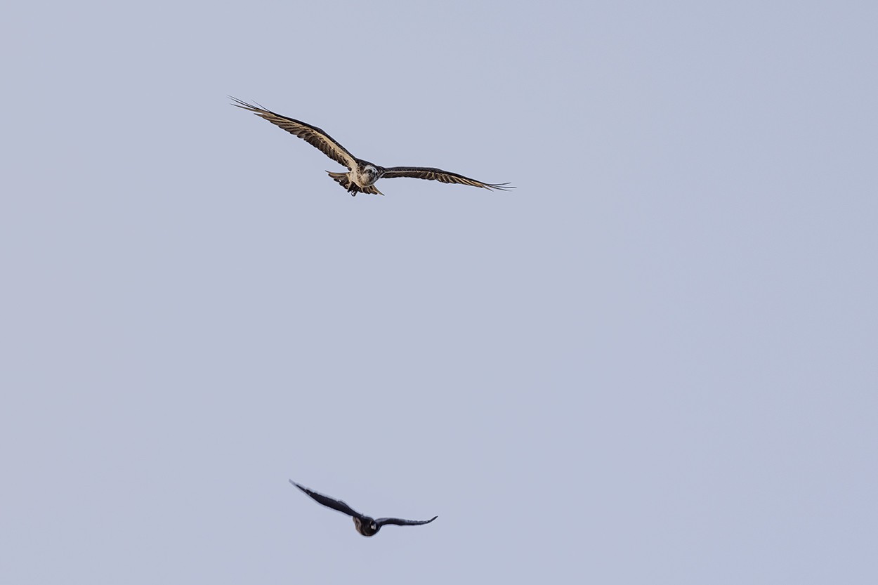 Osprey v Crow